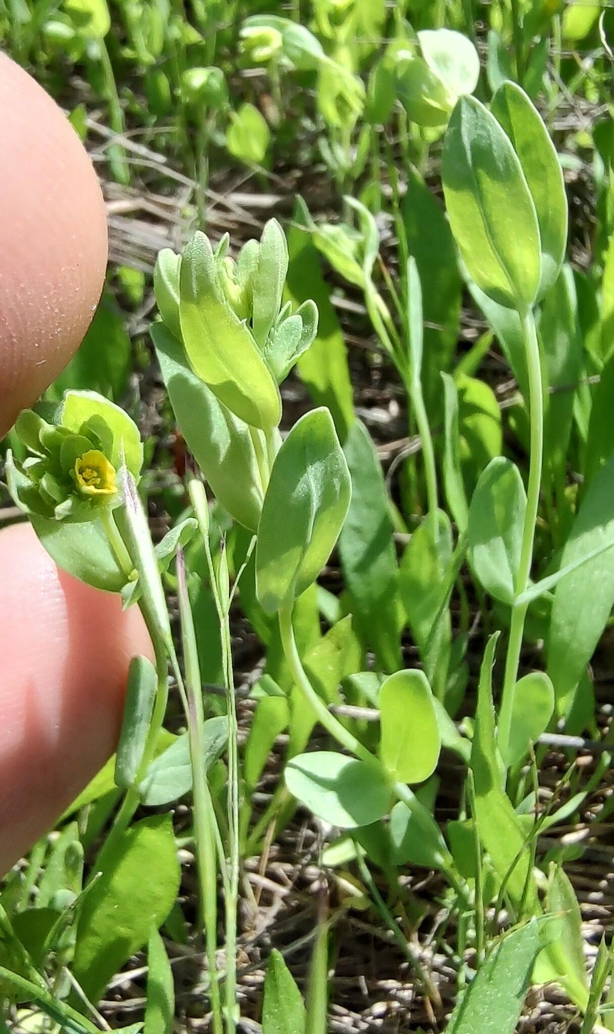 Sclerolinon digynum image